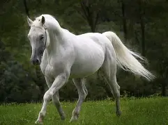 包含马竞主场大获胜利，整体表现超群的词条